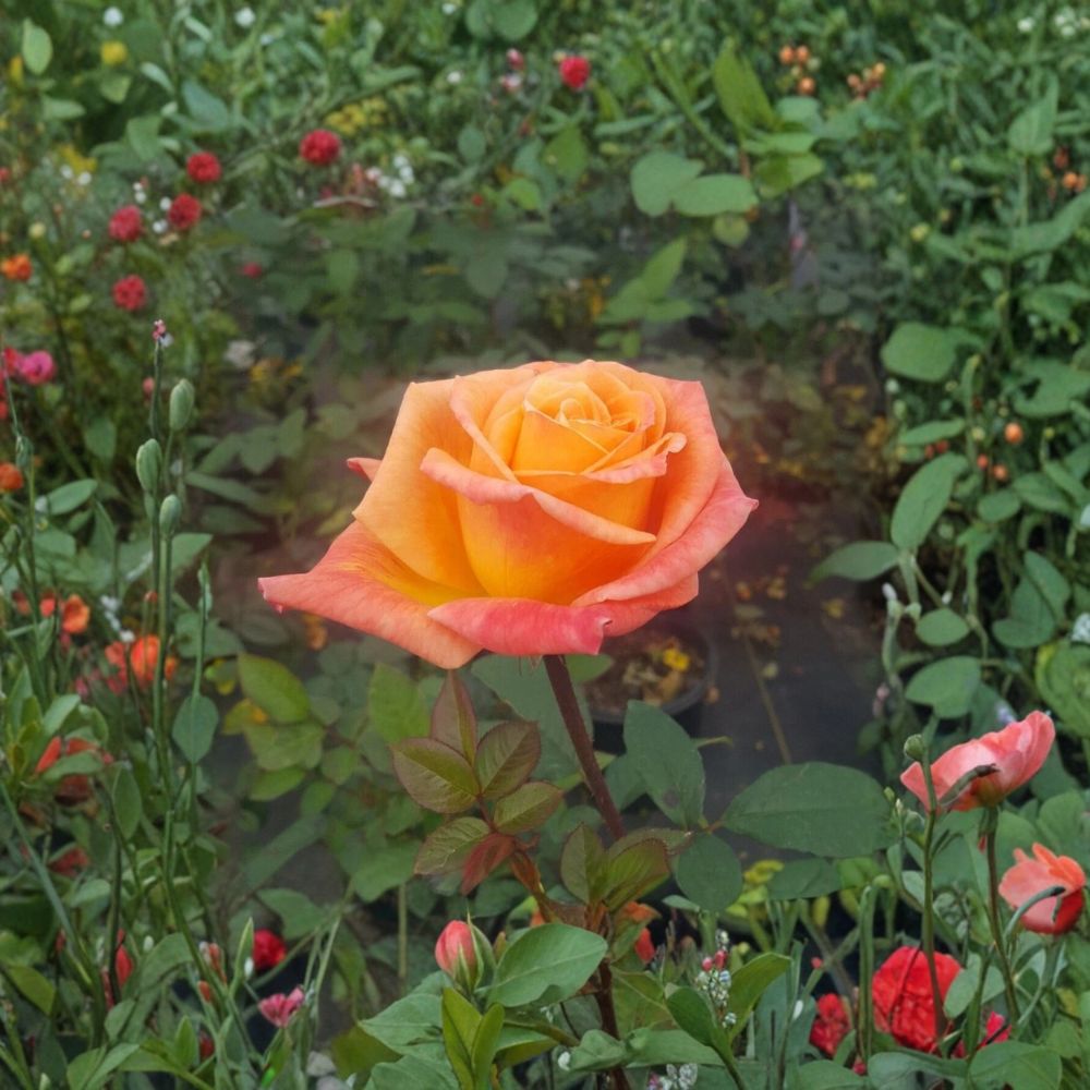 Arizona Rose Live Plant - Rosa Grandiflora 2 Gallon with Orange Yellow Blooms, Garden Landscape Shrub