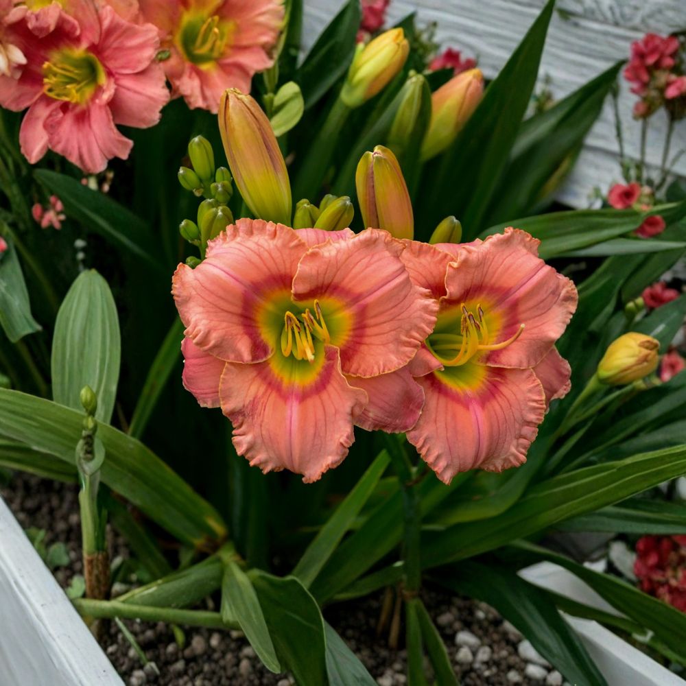 Daylily Bare Root Plants – Elegant Candy Pink Fragrant Flowers – Red Eye Hemerocallis Perennial Garden Plant