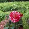 Scentimental Floribunda Rose Plant – 2 Gallon Striped Fragrant Double Blooms, Award-Winning Garden Rose, Container & Bed Plant