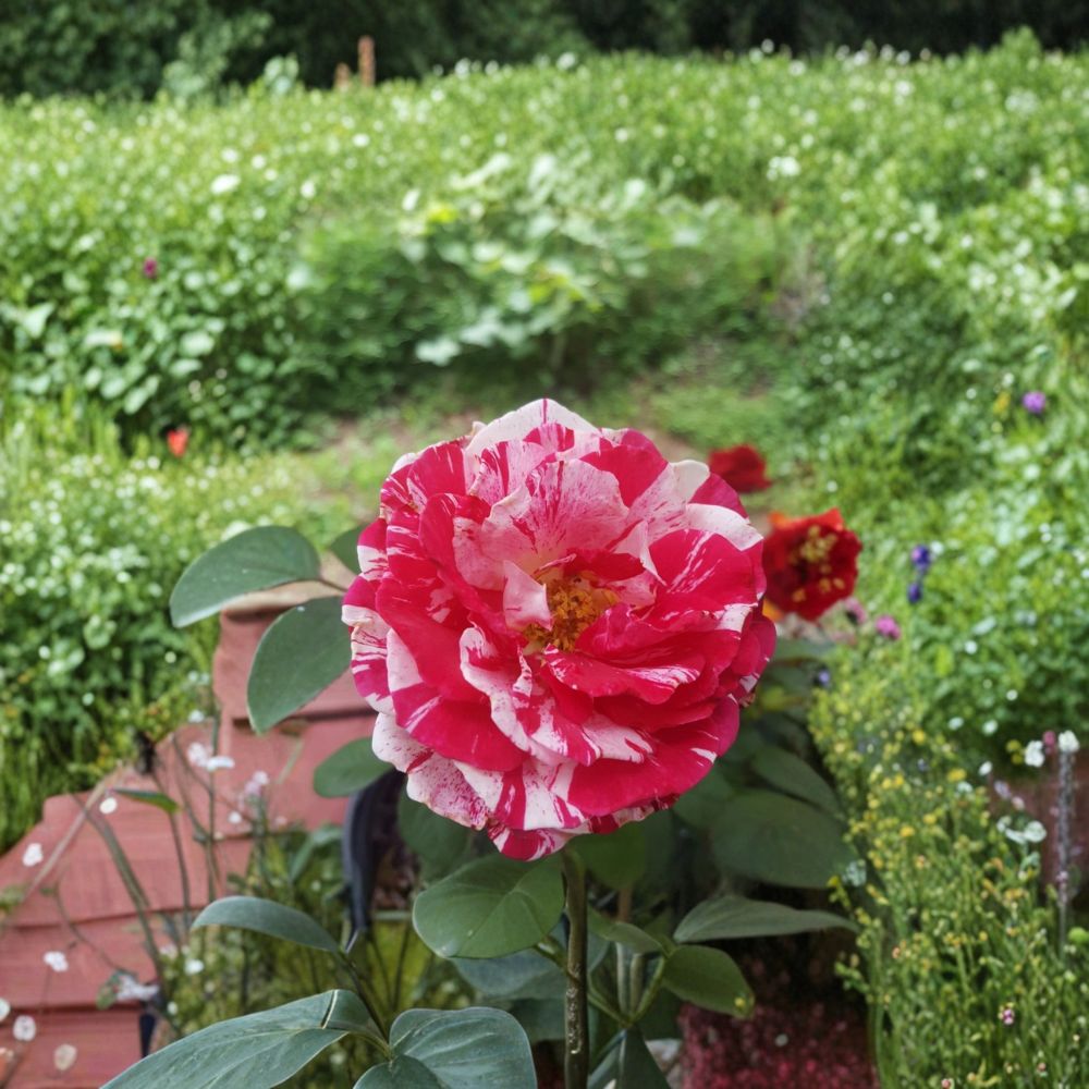 Scentimental Floribunda Rose Plant – 2 Gallon Striped Fragrant Double Blooms, Award-Winning Garden Rose, Container & Bed Plant