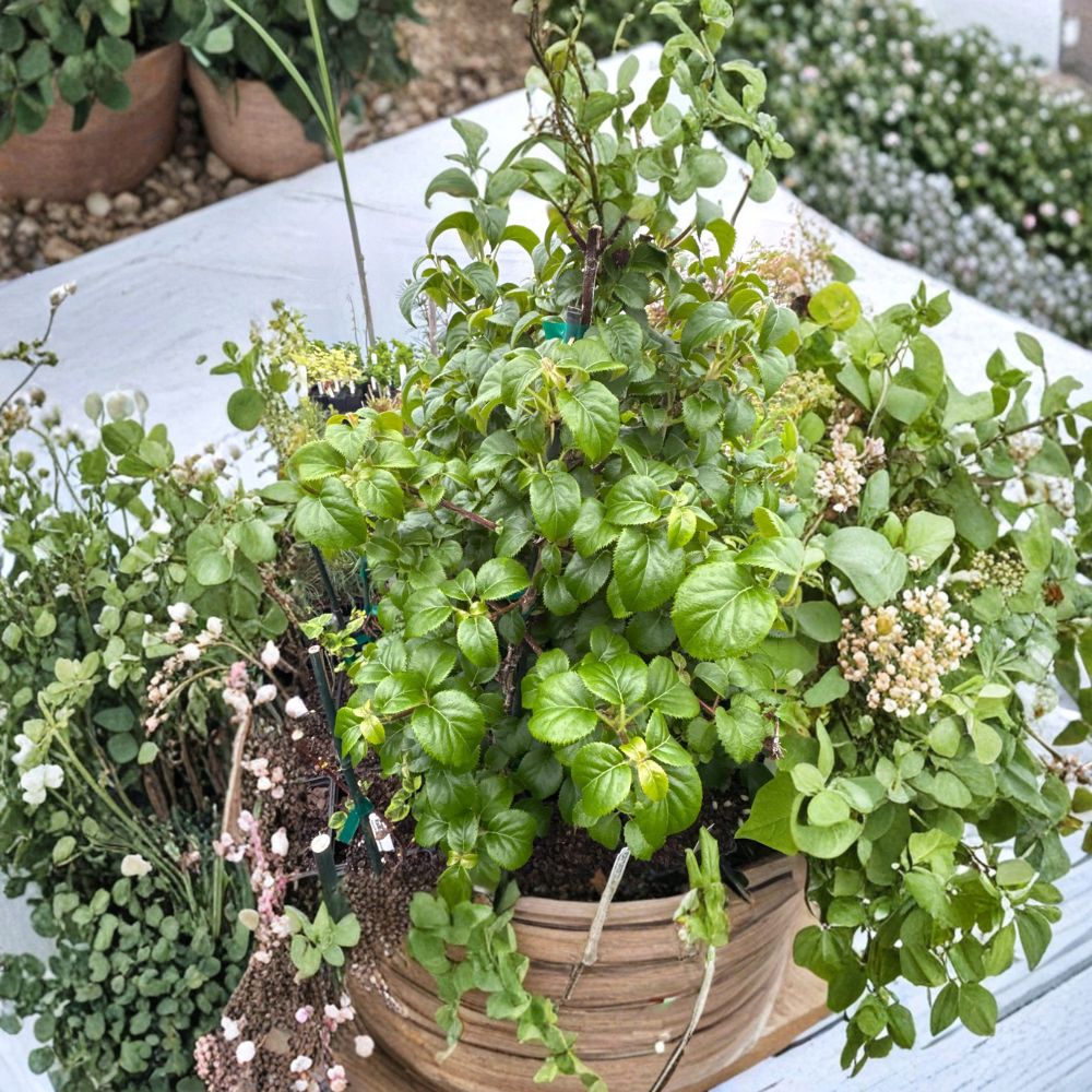 Climbing Hydrangea Live Plant 4 Inch Pot White Blooms Shade Garden Vine Schizophragma hydrangeoides