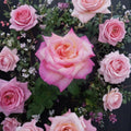 Kordes Perfecta Hybrid Tea Rose – 1 Gallon Cream Pink Live Plant, Everblooming Garden Rose, Rosa Hybrid Tea for Landscape & Borders