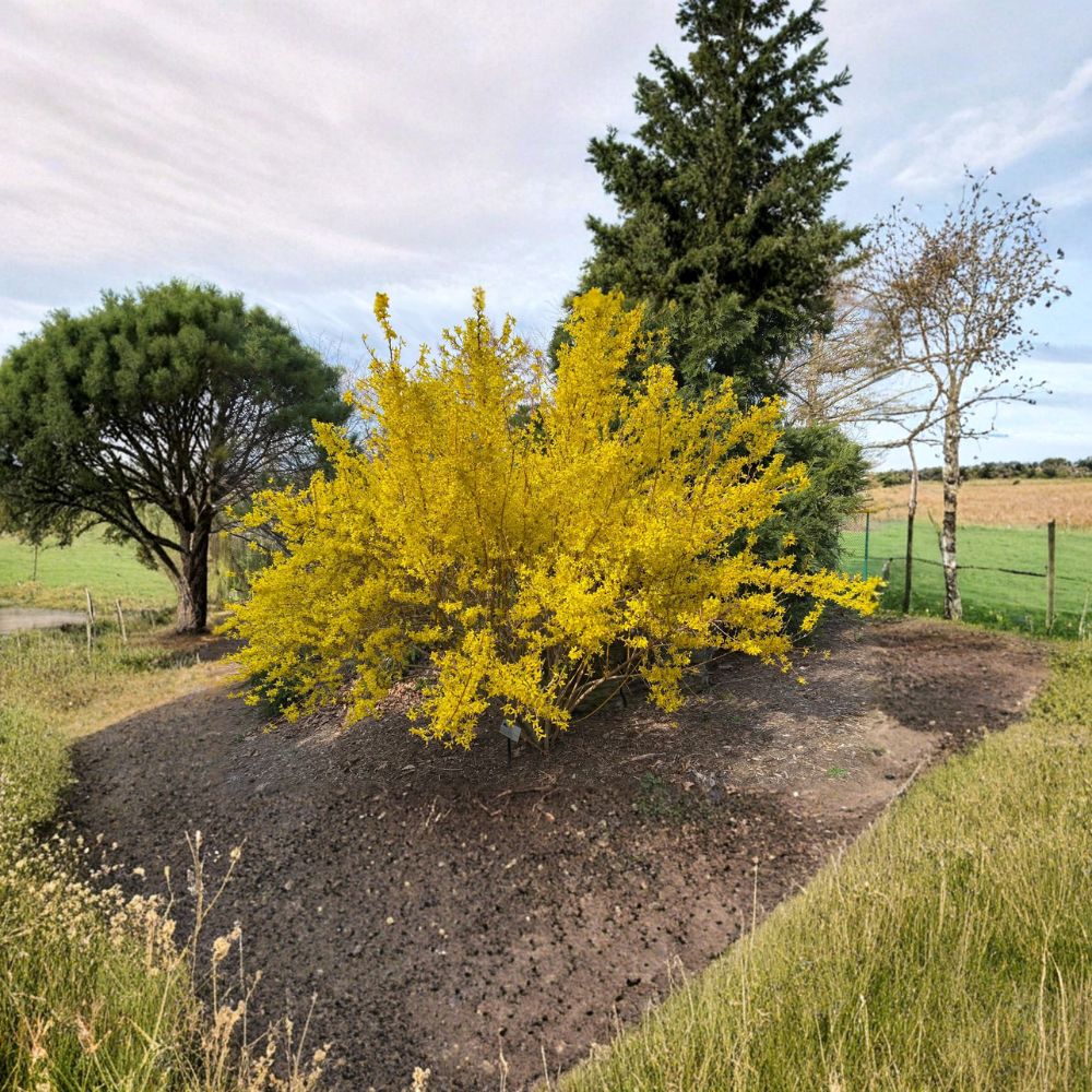 Forsythia x intermedia 'Fiesta' Variegated Shrub – Live Plant in 4-Inch Pot, Spring Blooms, Compact Landscape Accent