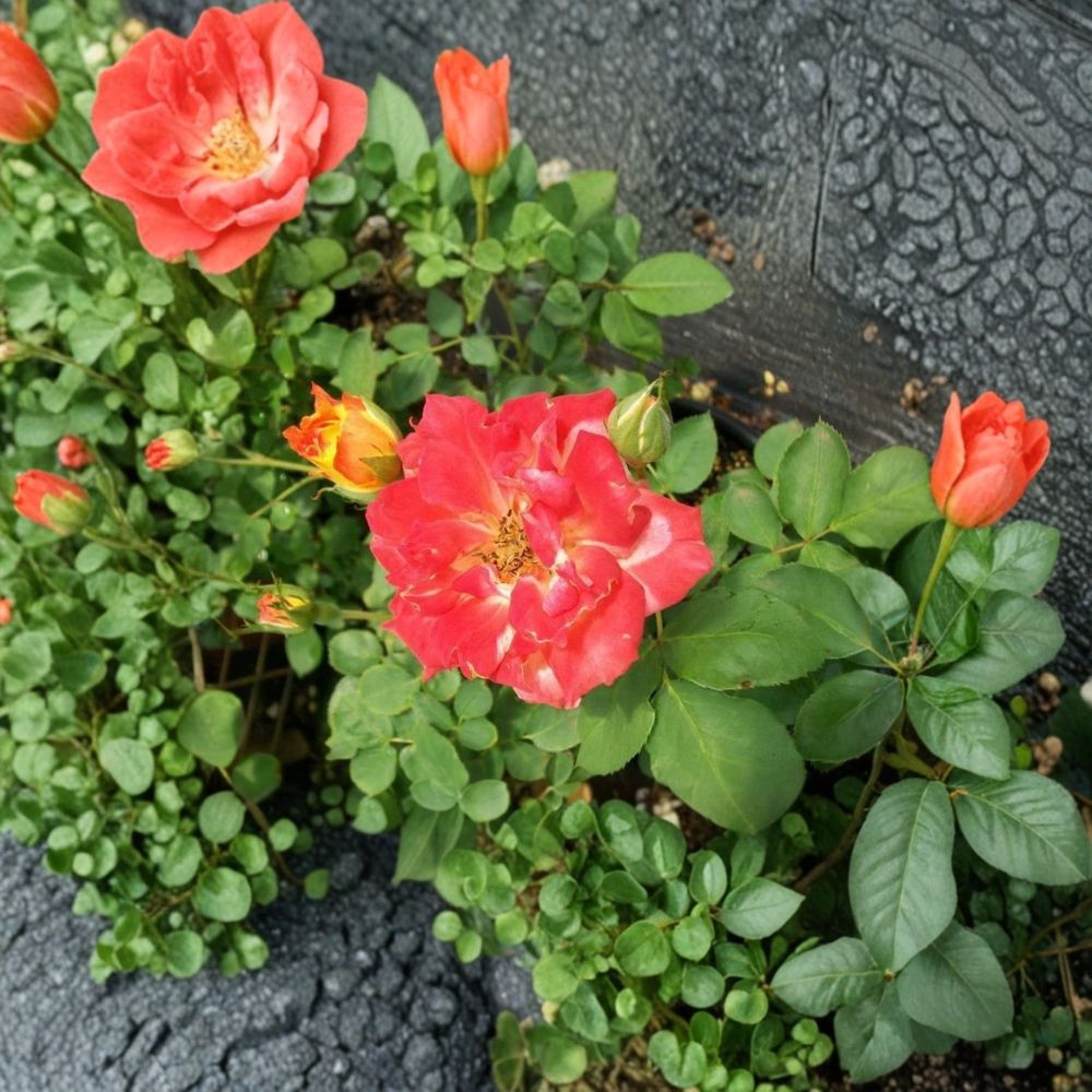 Pinata Rose Climbing Live Plant 2 Gallon Yellow Orange Blooms Rosa 'Pinata' Garden & Landscape