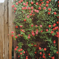 Climbing Rose Plant 2 Gallon Salmon Pink Fragrant Rosa hybrid 'America' for Trellises & Arbors