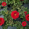 Mr. Lincoln Rose – Hybrid Tea Live Plant, 3 Gallon, Deep Red Fragrant Blooms, Garden & Landscape Rose, Rosa Hybrid Tea