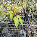 Fagus sylvatica 'Sandrode' European Beech Live Plant – 1-Year Grafted Ornamental Tree for Garden, Landscape, Collection