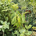 Cornus kousa 'White Duster' Variegated Dogwood Live Plant - 12-Inch Grafted Ornamental Tree with Cream Variegated Foliage