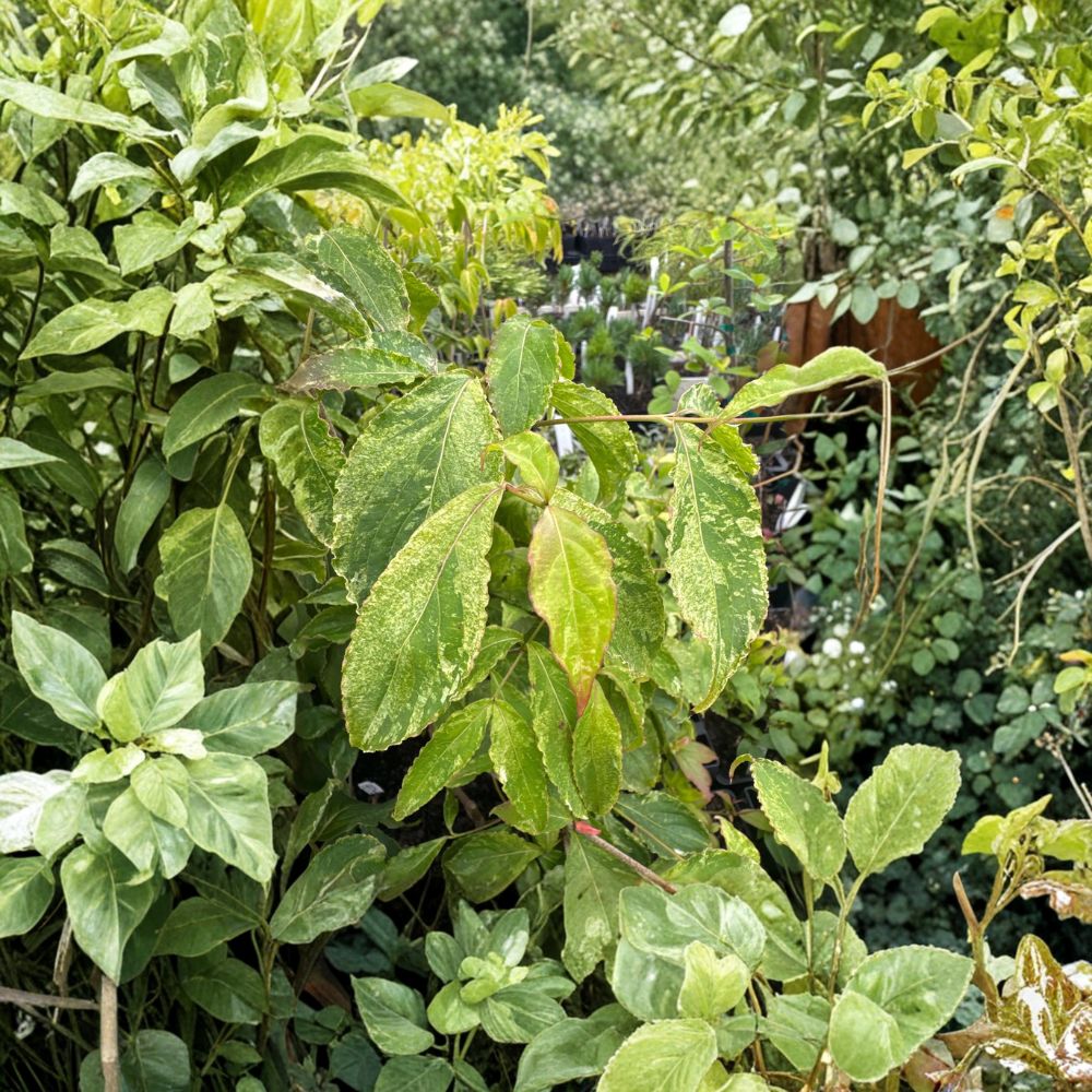 Cornus kousa 'White Duster' Variegated Dogwood Live Plant - 12-Inch Grafted Ornamental Tree with Cream Variegated Foliage