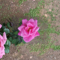 Perfume Delight Hybrid Tea Rose Plant | Pink Fragrant Bush Rose | 1 Gallon Live Rose Bush | Rosa hybrid 'Perfume Delight'