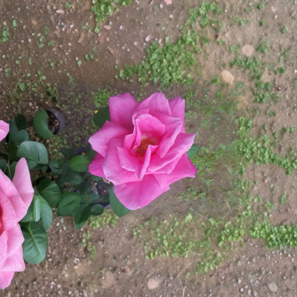 Perfume Delight Hybrid Tea Rose Plant | Pink Fragrant Bush Rose | 1 Gallon Live Rose Bush | Rosa hybrid 'Perfume Delight'