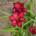 Hemerocallis Double Pardon Me Daylily – 3 Bare Root Plants, Double Red Blooms, Perennial Flower, Hardy Garden Favorite