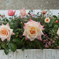 Peace Rose Hybrid Tea Live Plant 1 Gallon Yellow Pink Blooming Rose Bush for Garden & Landscape