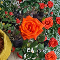 Marina Everblooming Floribunda Rose Plant – Salmon Orange Live Bush, 3 Gallon, Continuous Flowering Shrub for Garden and Landscape
