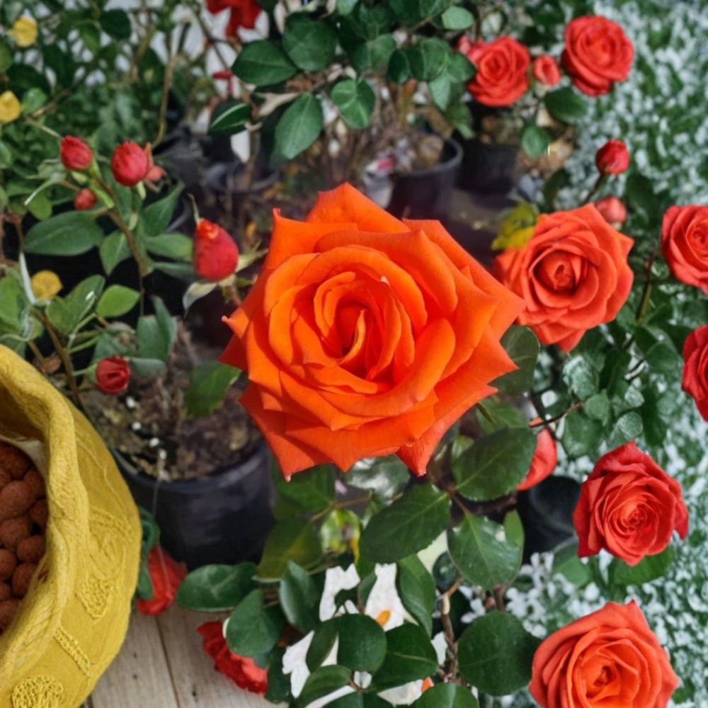 Marina Everblooming Floribunda Rose Plant – Salmon Orange Live Bush, 3 Gallon, Continuous Flowering Shrub for Garden and Landscape