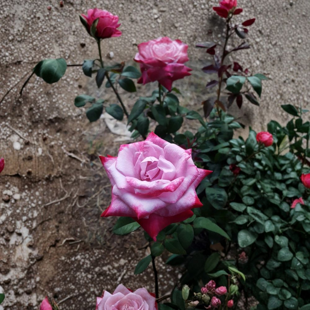 Hybrid Tea Rose Plant – 1 Gallon Lavender Pink Magenta Blooms – Fragrant Garden Rose Rosa 'Paradise'