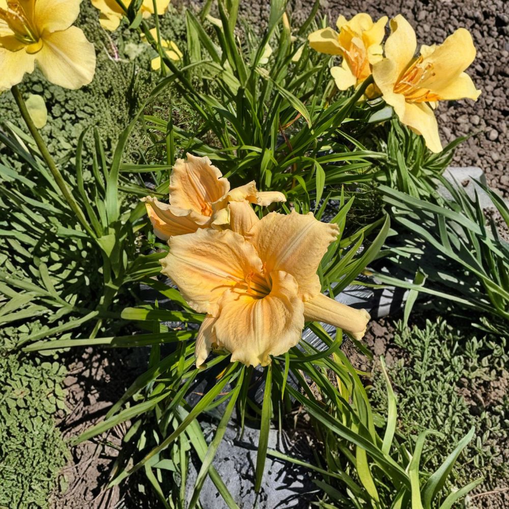 Daylilies Bare Root Plants – Bridal Bouquet, Hardy Perennial Flower, Easy to Grow, Garden Favorite, Hemerocallis 'Bridal Bouquet'