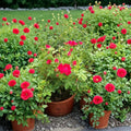 Red Drift Rose Live Plant – 3 Gallon Groundcover Rose Bush with Bright Red Blooms, Disease Resistance, Repeat Bloomer, Rosa 'Red Drift'