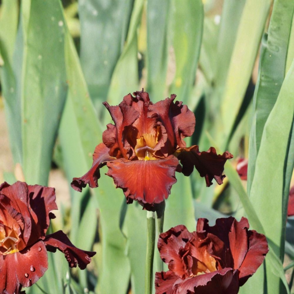 Bearded Iris Rhizomes 3 Pack Reblooming Red Flowers Perennial Bulbs Iris germanica 'Lest We Forget'