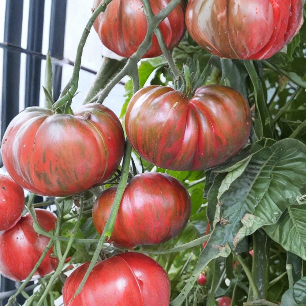 Pink Berkeley Tie-Dye Tomato Seeds – Heirloom Organic Solanum lycopersicum, Container & Garden Friendly, 50 Seeds