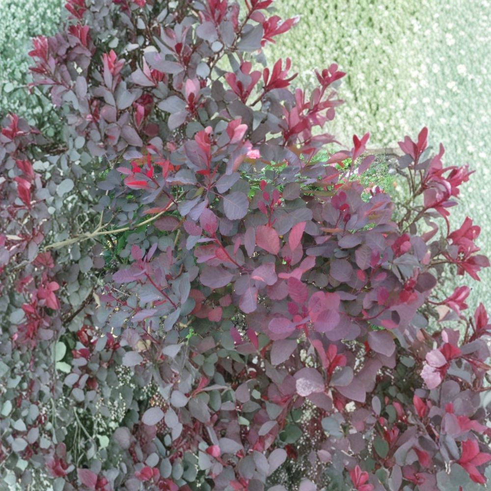 Dusky Maiden Smoke Tree Live Shrub 4-Inch Pot Burgundy Foliage Cotinus coggygria Ornamental Landscape Plant