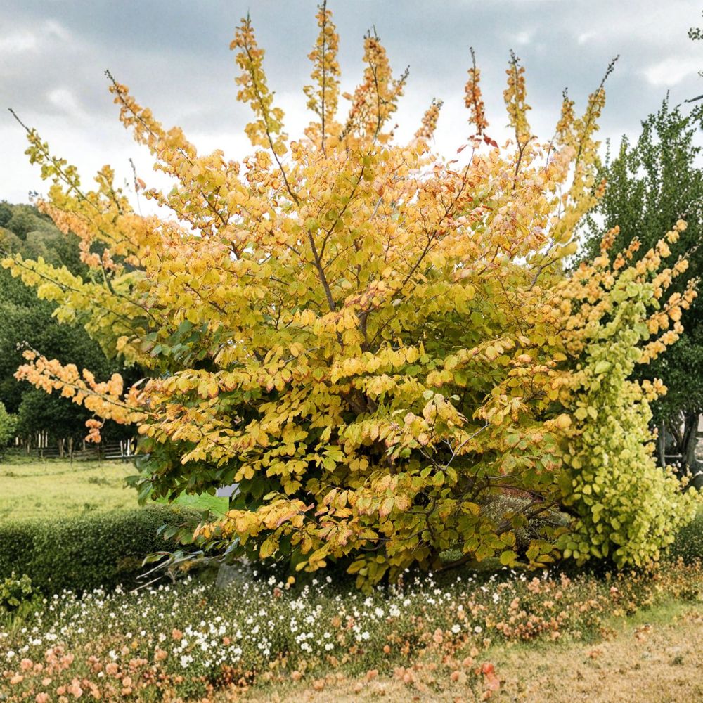 Hamamelis mollis 'Goldcrest' Witch Hazel Live Plant | Fragrant Golden Yellow Blooms | 10-Inch Grafted Shrub for Winter Interest