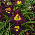 Hemerocallis Bela Lugosi Daylily – 3 Bare Root Plants Deep Purple Blooms Perennial Garden Flower