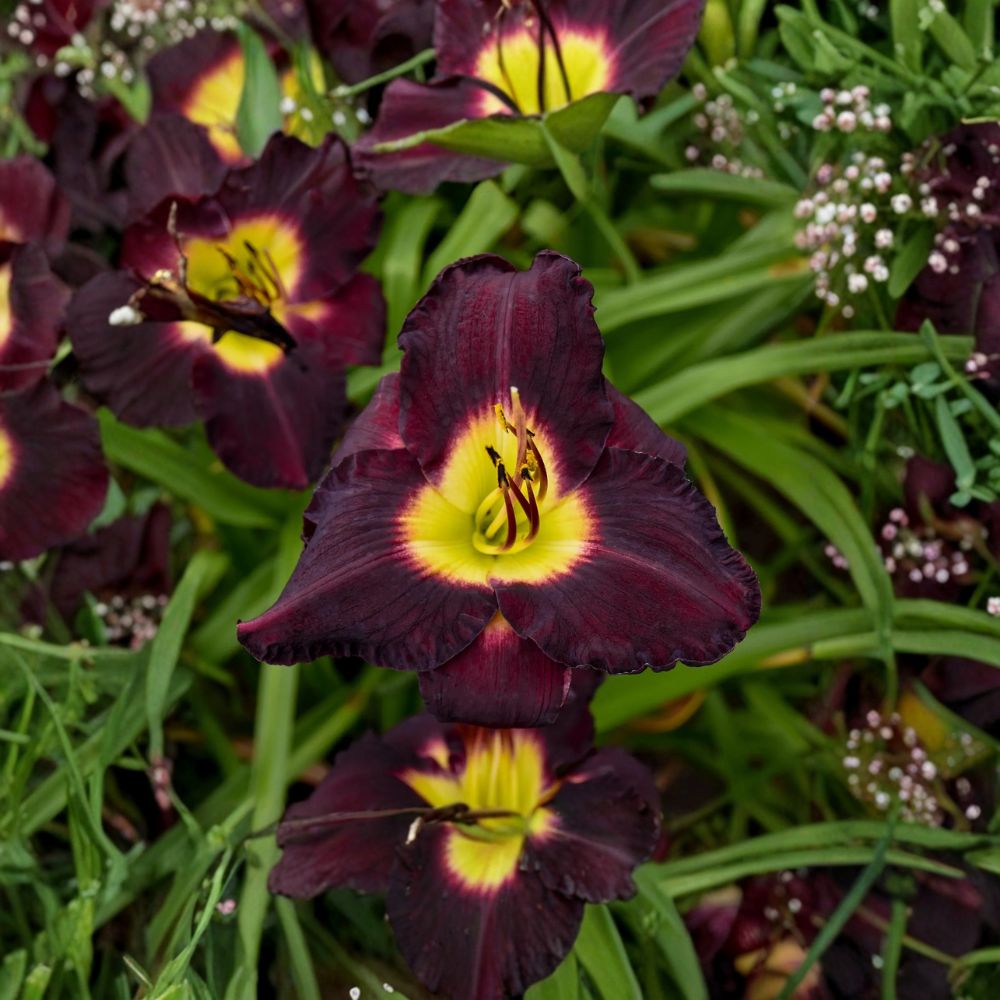Hemerocallis Bela Lugosi Daylily – 3 Bare Root Plants Deep Purple Blooms Perennial Garden Flower