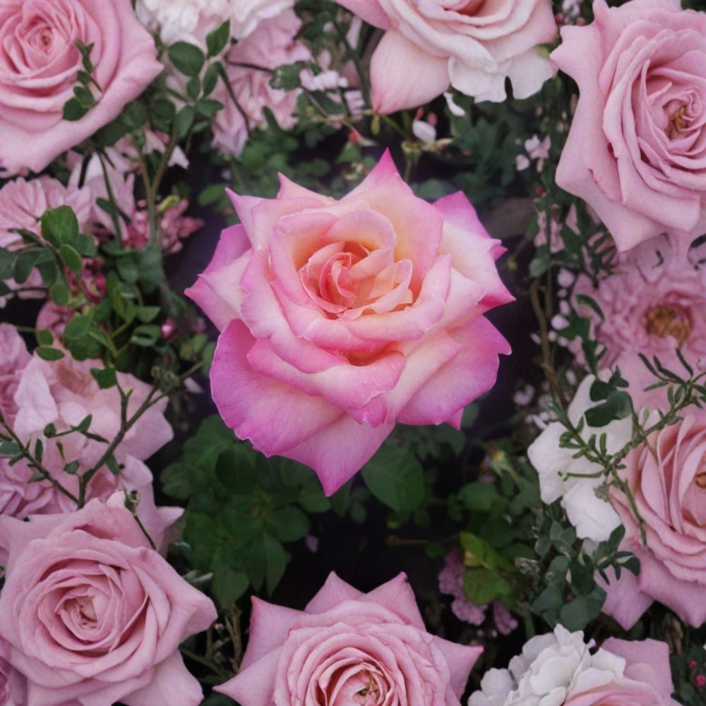 Hybrid Tea Rose Live Plant, 2-Gallon, Everblooming Cream & Pink Blooms, Rosa Hybrid Tea