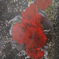 Europeana Floribunda Rose – Dark Crimson Red Live Bush Plant, 2 Gallon, Everblooming, Rosa hybrid 'Europeana'