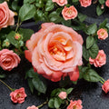 Voodoo Hybrid Tea Rose Live Plant 5 Gallon Fragrant Orange Yellow Blooms Garden Landscape Rosa
