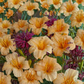 Hemerocallis 'Apricot Sparkles' Daylily – Dwarf Perennial with Apricot Blooms, Bare Root, Container Friendly, Grade #1