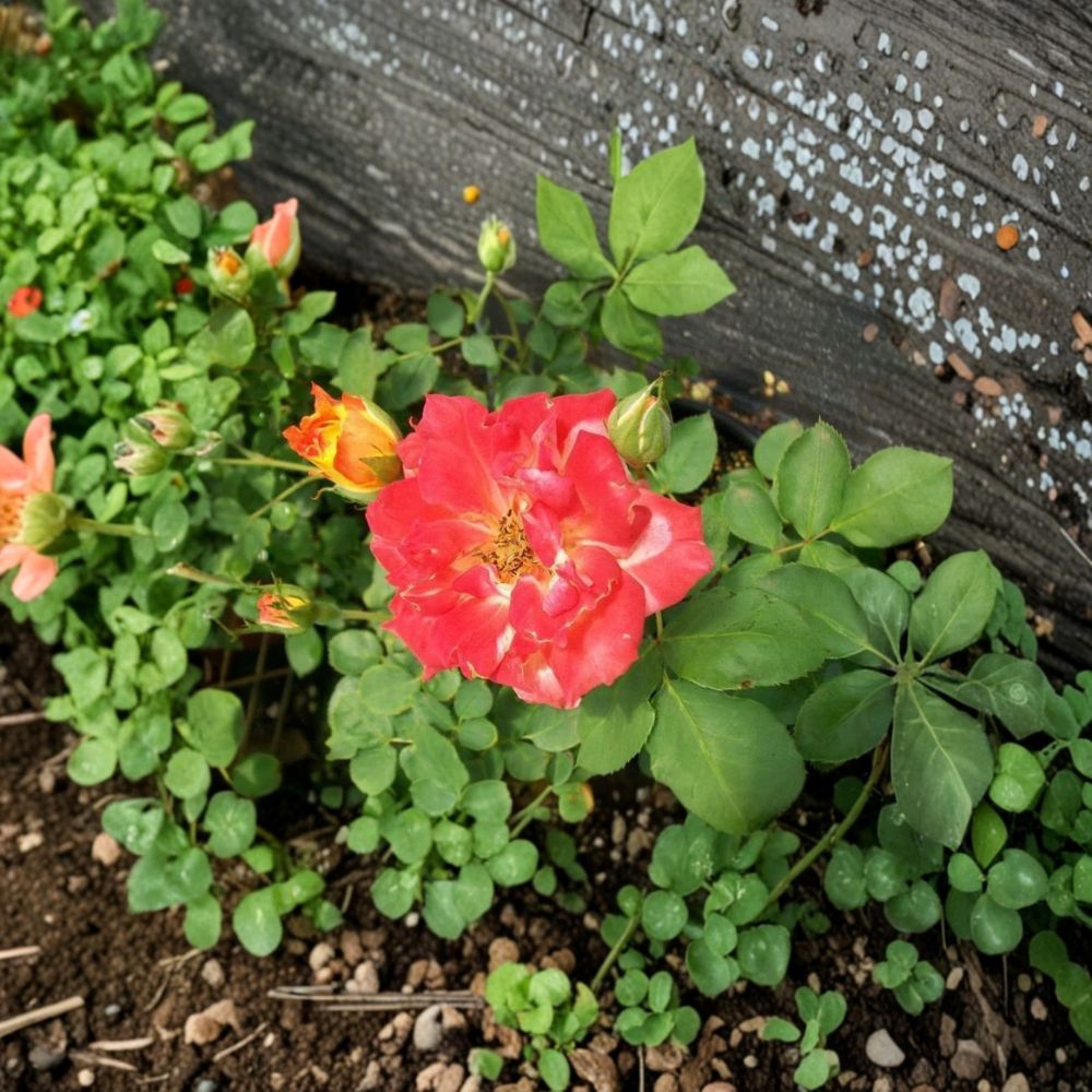 Pinata Rose Live Plant – 2 Gallon Flowering Shrub with Yellow, Orange, and Gold Blooms – Rosa 'Pinata' for Garden & Landscape