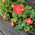 Pinata Rose Live Bush Plant, 3 Gallon, Yellow-Orange Climbing Rose, Rosa hybrid 'Pinata' for Garden, Landscape & Borders