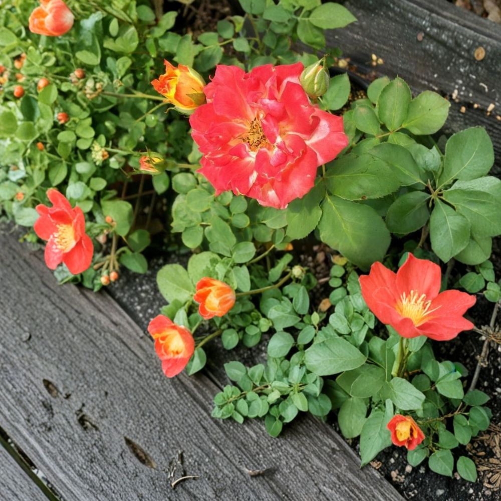 Pinata Rose Live Bush Plant, 3 Gallon, Yellow-Orange Climbing Rose, Rosa hybrid 'Pinata' for Garden, Landscape & Borders