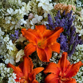 Hemerocallis Alabama Jubilee Daylily Bare Root Plants – Fiery Red Orange Blooms, Award-Winning Perennial, Hardy Garden Flower