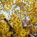 Hamamelis x intermedia Ripe Corn Live Plant – 12-Inch Grafted Witch Hazel with Golden Winter Blooms, Hardy Ornamental Shrub