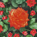 Charisma Rose Floribunda Live Plant – 2 Gallon, Everblooming Garden Rose with Red, Orange, Yellow Blooms, Rosa Floribunda