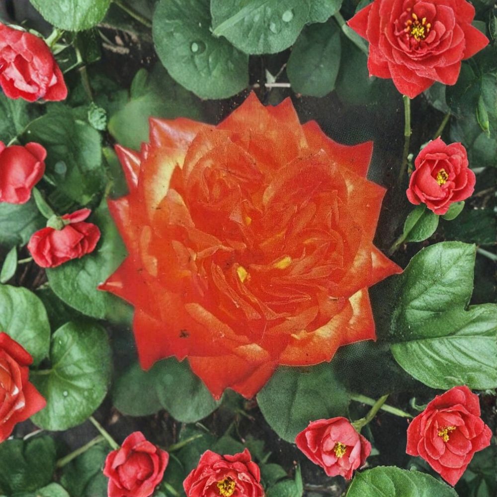 Charisma Rose Floribunda Live Plant – 2 Gallon, Everblooming Garden Rose with Red, Orange, Yellow Blooms, Rosa Floribunda