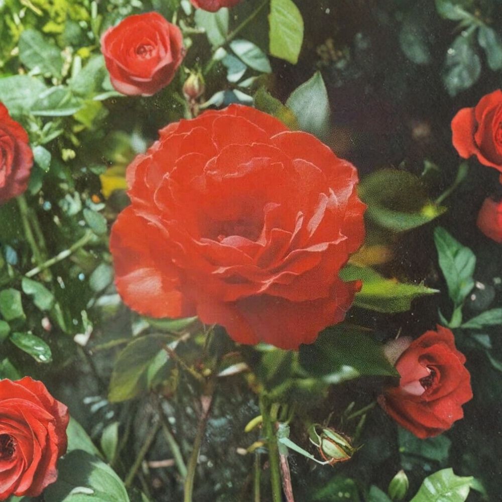 Impatient Floribunda Rose Plant – Orange Red Live Bush Shrub 5 Gallon Container Rosa
