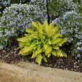 Hosta 'Time in a Bottle' Bare Root Starter Plant – Yellow Chartreuse Foliage, Purple Flowers, Shade Garden Perennial