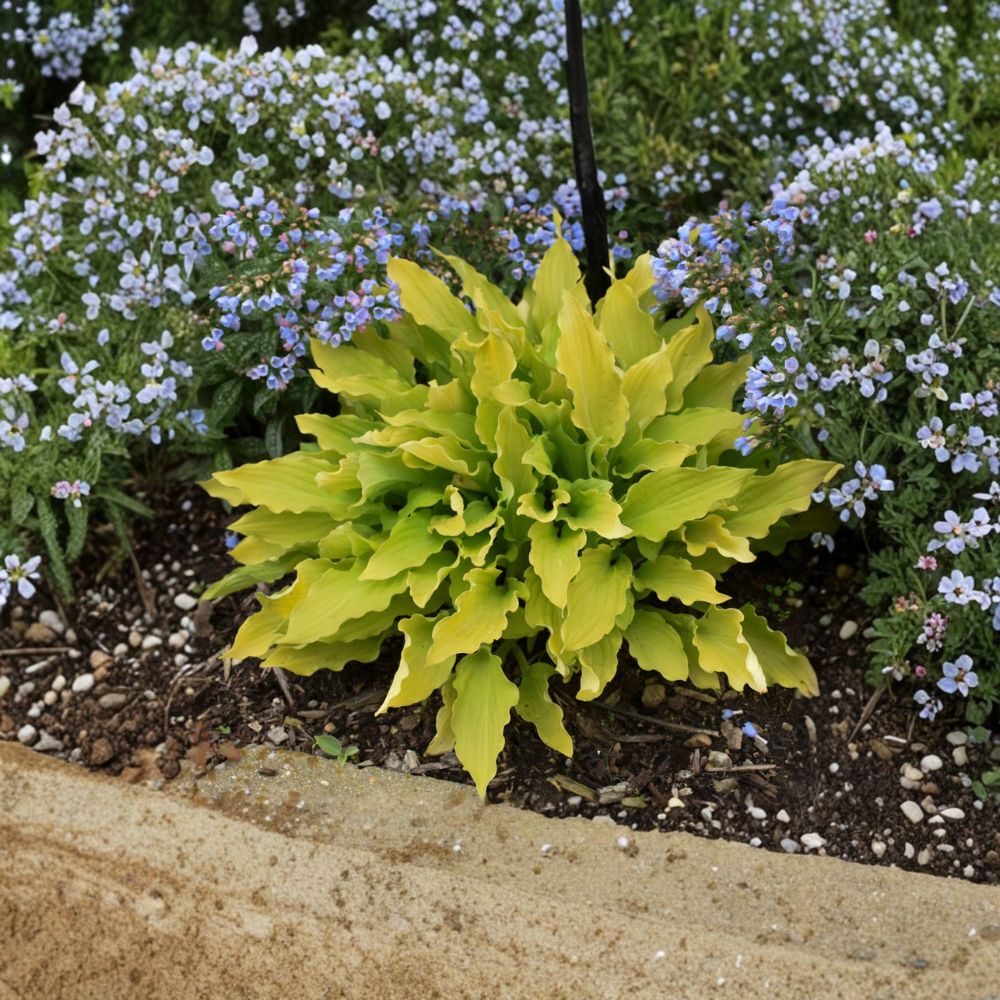 Hosta 'Time in a Bottle' Bare Root Starter Plant – Yellow Chartreuse Foliage, Purple Flowers, Shade Garden Perennial