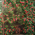 Climbing Rose Plant – Salmon Pink Fragrant Bloom – 5 Gallon Rosa hybrid 'America' for Trellis & Arbor