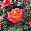 Hybrid Tea Rose Plant – Scarlet Red & Yellow Blooms – Garden & Landscape Rose – Rosa Hybrid Tea