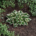 Hosta Patriot Bare Root Plant, Variegated White Foliage, Shade Garden Perennial, Lavender Flowers, Hardy Hosta