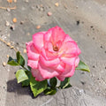 Nicole Everblooming Floribunda Rose Live Plant 2 Gallon White Pink Bicolor Bush Shrub Continuous Blooming Rosa