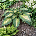 Hosta 'Love Story' Bare Root Starter Plant, Variegated Shade Perennial with White Flowers, Heart-Shaped Foliage