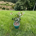 Ilex aquifolium Grandma Female English Holly Live Plant – Evergreen Shrub with Bright Red Berries, 2-Gallon Pot