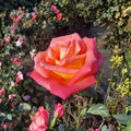 Mikado Rose Live Plant 1 Gallon Hybrid Tea Scarlet Red Yellow Blooms Garden Landscape Rosa