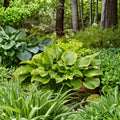 Hosta 'Lone Star' Bare Root Plant | Gold Variegated Foliage | Shade Garden Perennial | Near White Flowers | Hardy Hosta
